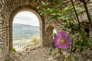 Rosa Blüte in Ruinenbogen mit Berglandschaft, Berat, Bezirk Berat, Albanien
