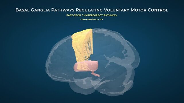 Healthy Brain Basal Ganglia Neural Connections on Blue Background, Seamless Loop
