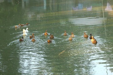 Ducks and ducklings swim on a sunny day in a tranquil pond, creating a serene nature scene with ripples