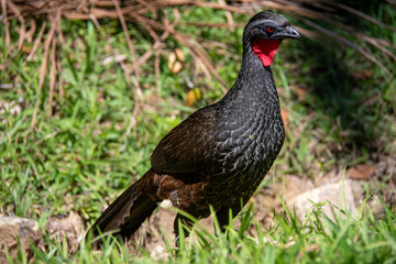 Penelope is a large South American bird with a long tail and dark, scaled plumage. Known as the guan in Brazil, it is vital for seed dispersal.