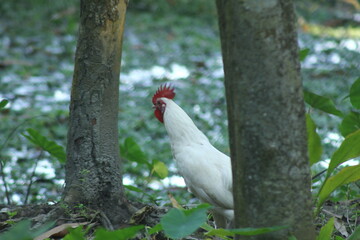 A white rooster with a red comb is seen peeking through tree trunks in a natural outdoor setting, a rural bird portrait