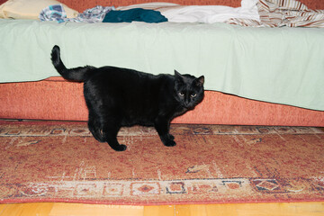 Black cat portrait by the bed