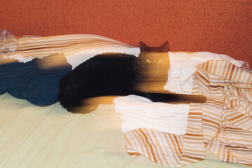 Black cat portrait lying on the bed in long exposure with a flash