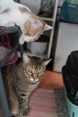 Two cats playing at home