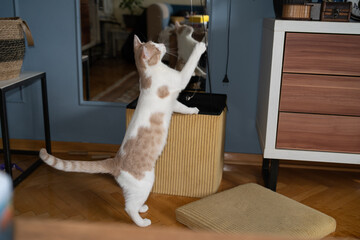Cat playing in the living room portrait