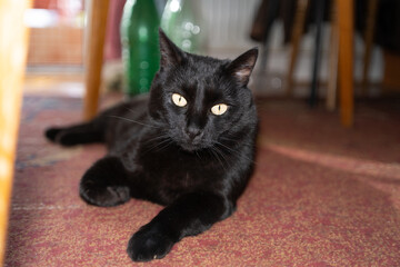 Adorable black cat pet lying on the carpet portrait