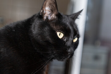 Black cat closeup headshot portrait by the window