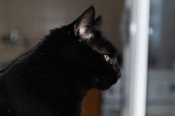 Black cat closeup headshot portrait by the window
