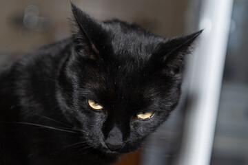 Black cat closeup headshot portrait by the window