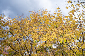 autumn leaves in the sky