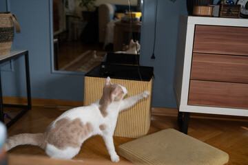 Cat playing in the living room portrait