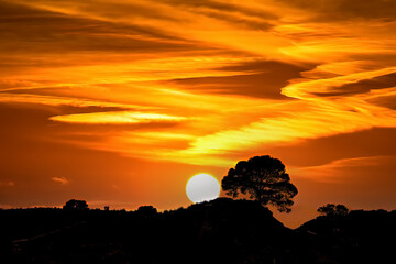 Spectacular sunset, on the horizon with an isolated tree.