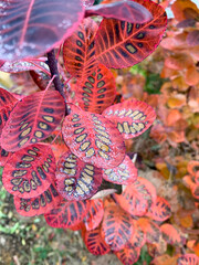 red and orange leaf in autumn