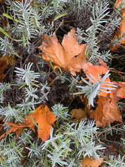 autumn leaves in the forest