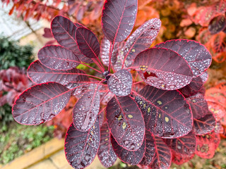 close up of a colorful leaf with a raindrops on the leaves of a plant.