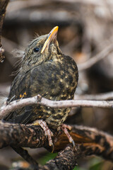 Close-up portrait of a small bird with bright black eyes and brown feathers, camouflaged in dry tree branches