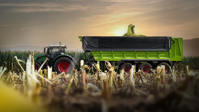 Tractor with trailer harvesting corn in a corn field with a forage harvester combine harvester that harvests for ecological, sustainable, environmentally friendly biogas plants.