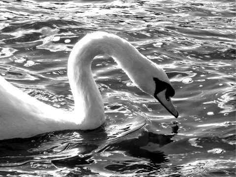 Neck and head of a Mute Swan, Cygnus Olor, in black and White. The Mute swan are naturally breed in Noth and Central Europe, the UK and North Central Asia and are one of the heaviest flying birds.