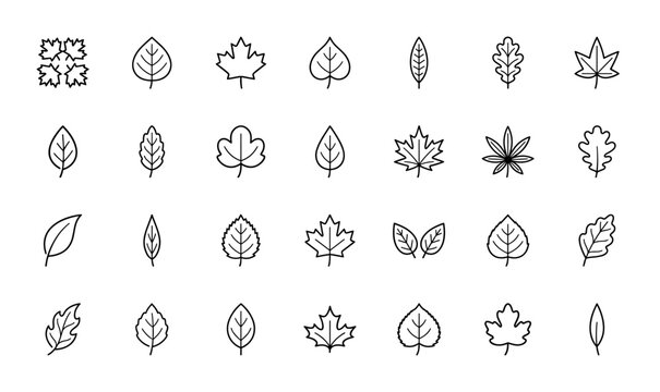 Nature line icon set. Vector pictograms of diverse leaf types, including maple, oak, serrated, lobed, broad, and narrow foliage, thin linear illustration.