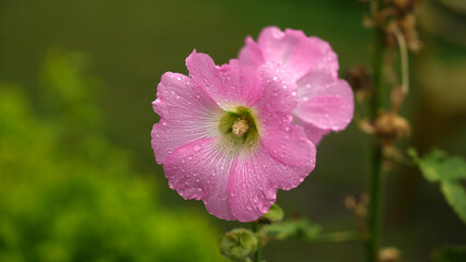 Pink hollyhock flower with dew drops in natural green background