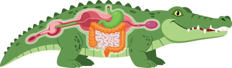 Crocodile Anatomy Exploring the Digestive System of a Reptile with Detailed Organs