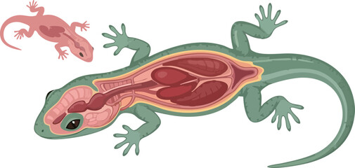 Anatomical Illustration of a Lizard with Internal Organ Details