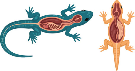 Anatomical Study Gecko's Internal Organs Illustration