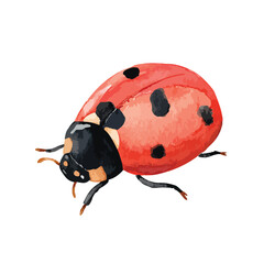 Cute Red Ladybug Vector Illustration for Nature and Kids Designs.