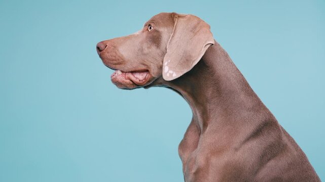 Elegant weimaraner dog looking away with its mouth open. Studio portrait of a purebred puppy panting, showing its healthy pink tongue