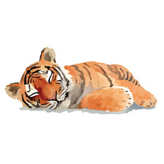 Cute Sleeping Tiger Cub Watercolor Illustration.