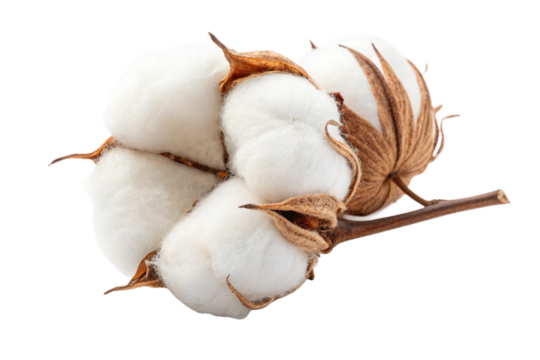 Fluffy Cotton Boll