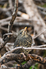 Close-up portrait of a small bird with bright black eyes and brown feathers, camouflaged in dry tree branches