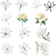 vector illustration set of a kadupul flower (Epiphyllum oxypetalum)