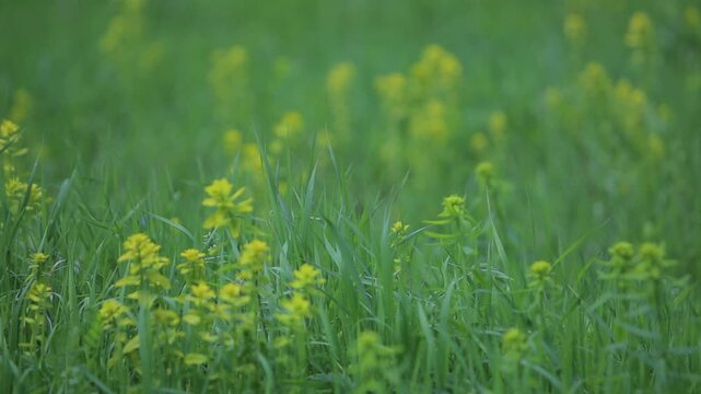 Point of view shot from vehicle driving along winding asphalt road through green forest mountains. Passing oncoming traffic on sunny day with clear blue sky.

