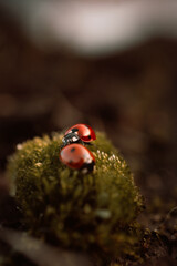 A pair of ladybugs in their natural habitat, warm atmospheric autumn background.