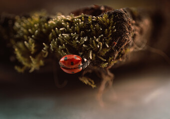 Ladybug in its natural habitat, warm atmospheric autumn background. Forest after rain in brown colors.