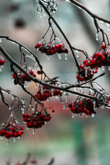 mountain ash in the ice