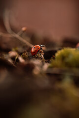 Ladybug in its natural habitat, warm atmospheric autumn background. Forest after rain in brown colors.