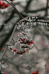 mountain ash in the ice