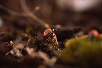 Ladybug in its natural habitat, warm atmospheric autumn background. Forest after rain in brown colors.