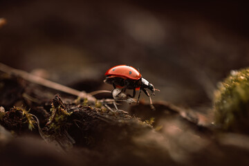 Ladybug in its natural habitat, warm atmospheric autumn background. Forest after rain in brown colors.
