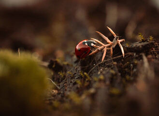 Ladybug in its natural habitat, warm atmospheric autumn background. Forest after rain in brown colors.