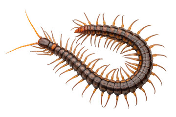 Close-up of a Centipede with Many Legs