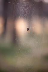 A spider sitting on a woven web