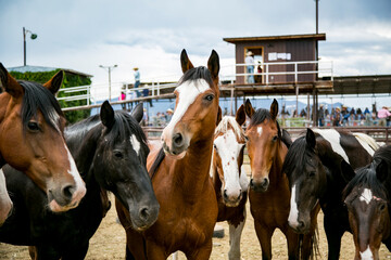 Taos, New Mexico, USA. Small town western rodeo., horses posing for a group photo