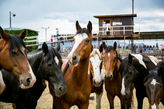 Taos, New Mexico, USA. Small town western rodeo., horses posing for a group photo