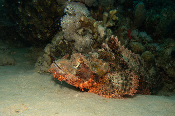 A tasseled scorpionfish, Scorpaenopsis oxycephala, a type of marine fish known for its camouflage and venomous spines.
