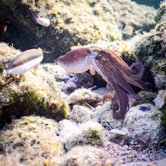 octopus in the sea with fishes © paolo