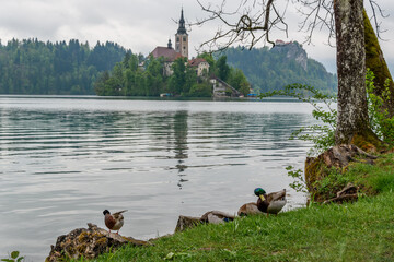 Ducks resting by Lake Bled with island church in background, Slovenia