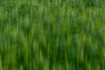 The image is a blurred green field with tall grass